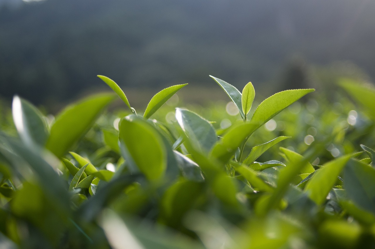 十大名茶最新排名,中国十大名茶最新排名及其独特魅力