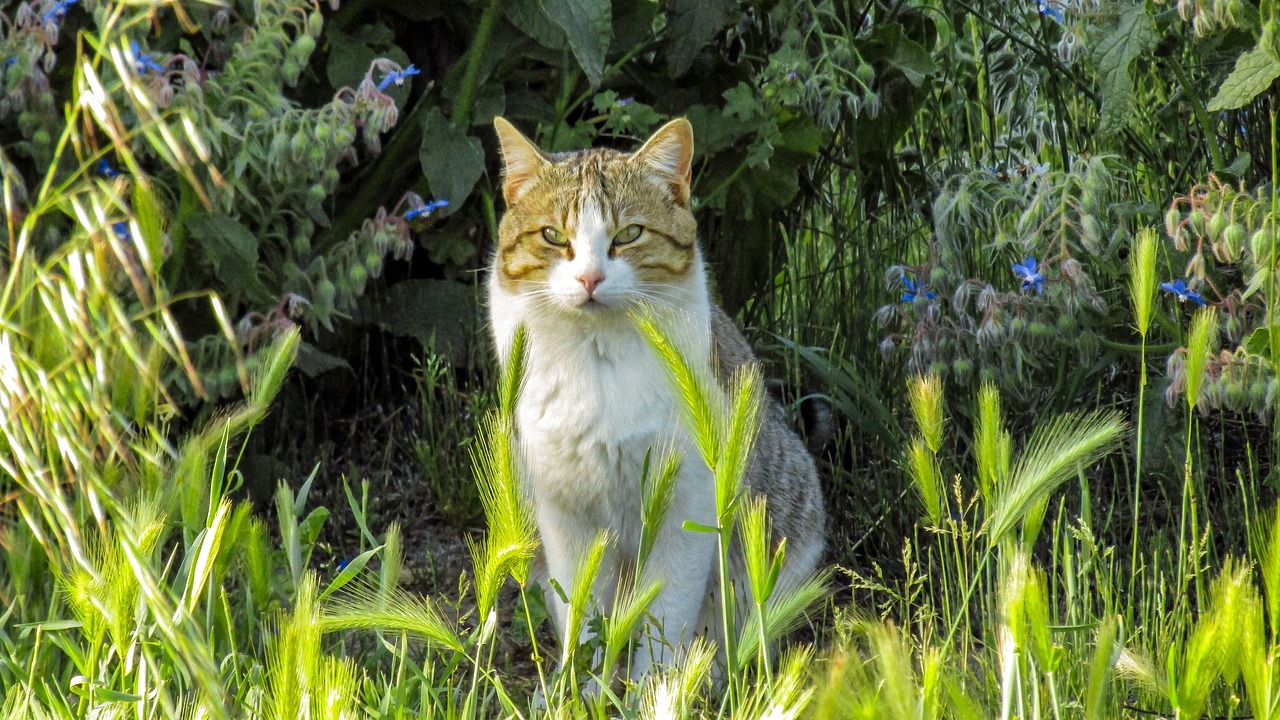 探索猫的世界，最新猫咪网址集结无限精彩内容